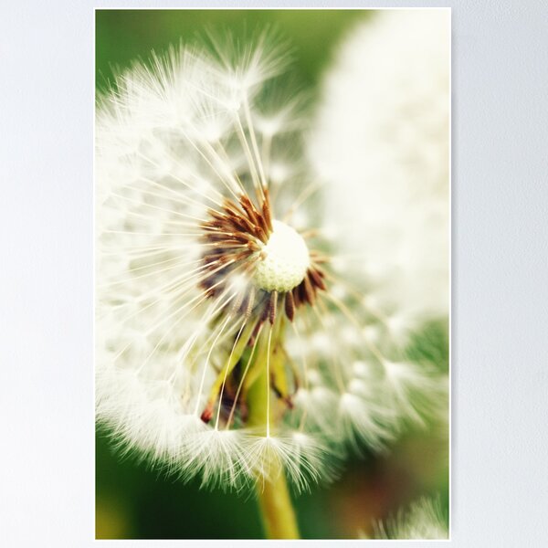 Item preview, Dandelion 4 designed and sold by Falko-Follert.
