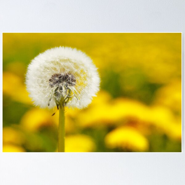 Item preview, Dandelion 5 designed and sold by Falko-Follert.