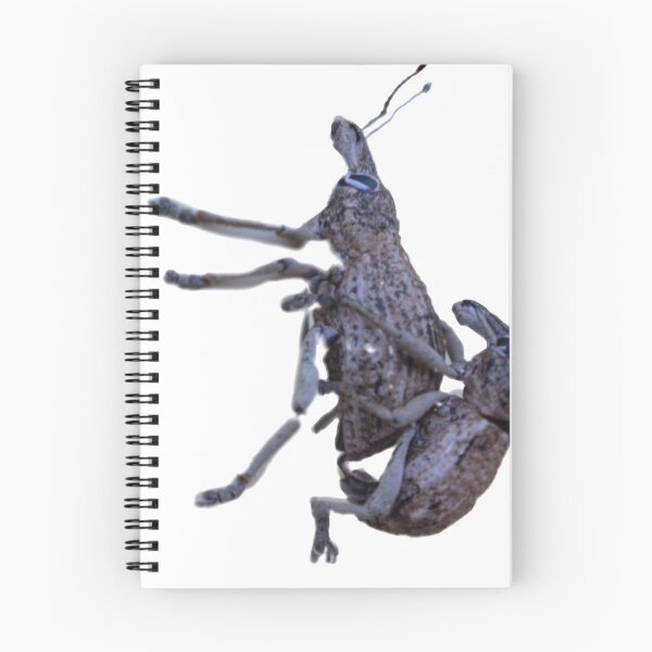Item preview, Weevil mating. designed and sold by Mickpew.