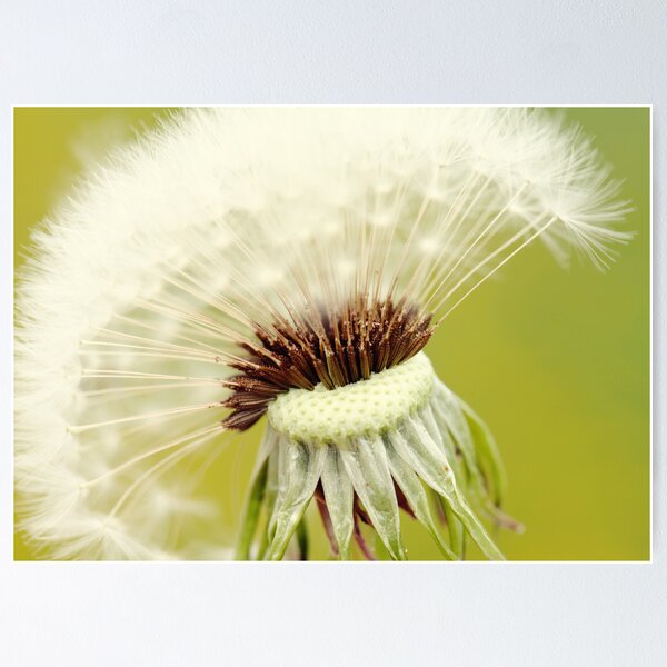 Item preview, Dandelion 6 designed and sold by Falko-Follert.