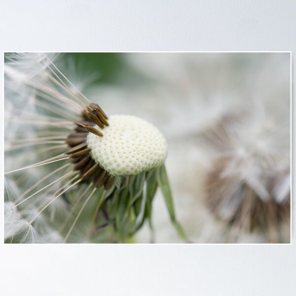 Item preview, Dandelion 7 designed and sold by Falko-Follert.