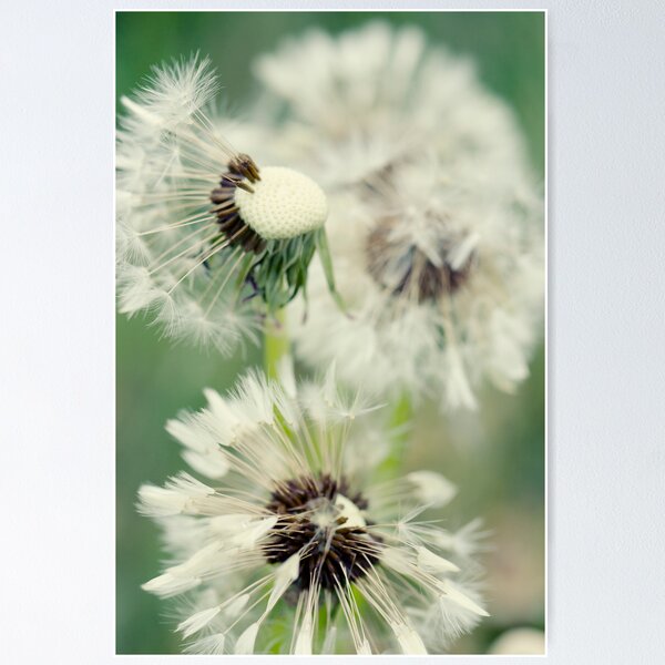 Item preview, Dandelion 8 designed and sold by Falko-Follert.