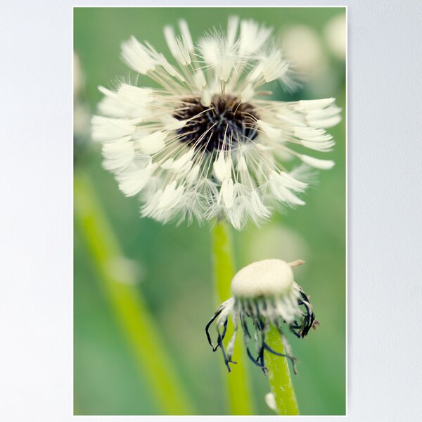 Item preview, Dandelion 9 designed and sold by Falko-Follert.