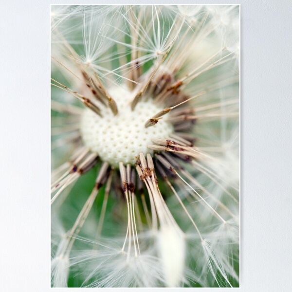 Item preview, Dandelion 10 designed and sold by Falko-Follert.
