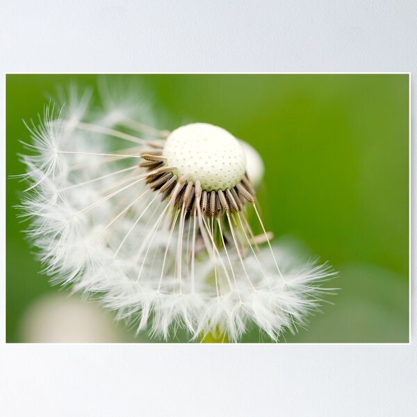Item preview, Dandelion 11 designed and sold by Falko-Follert.