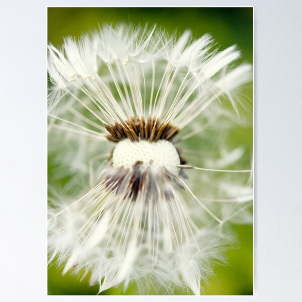 Item preview, Macro photography Dandelion designed and sold by Falko-Follert.