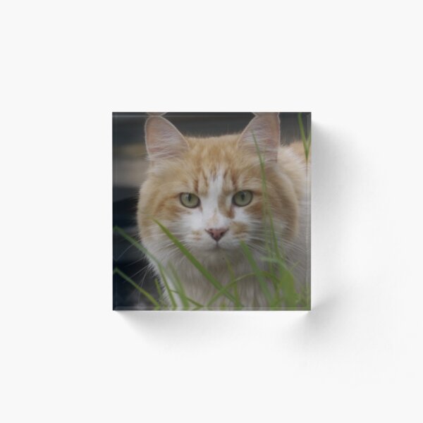Orange the Cat2 Acrylic Block