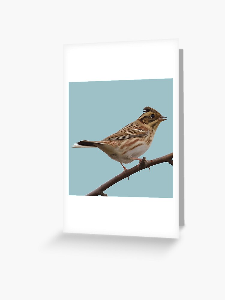 birdwatcher gift bird lover gift birder gift bird stationery Chipping Sparrow Greeting Card