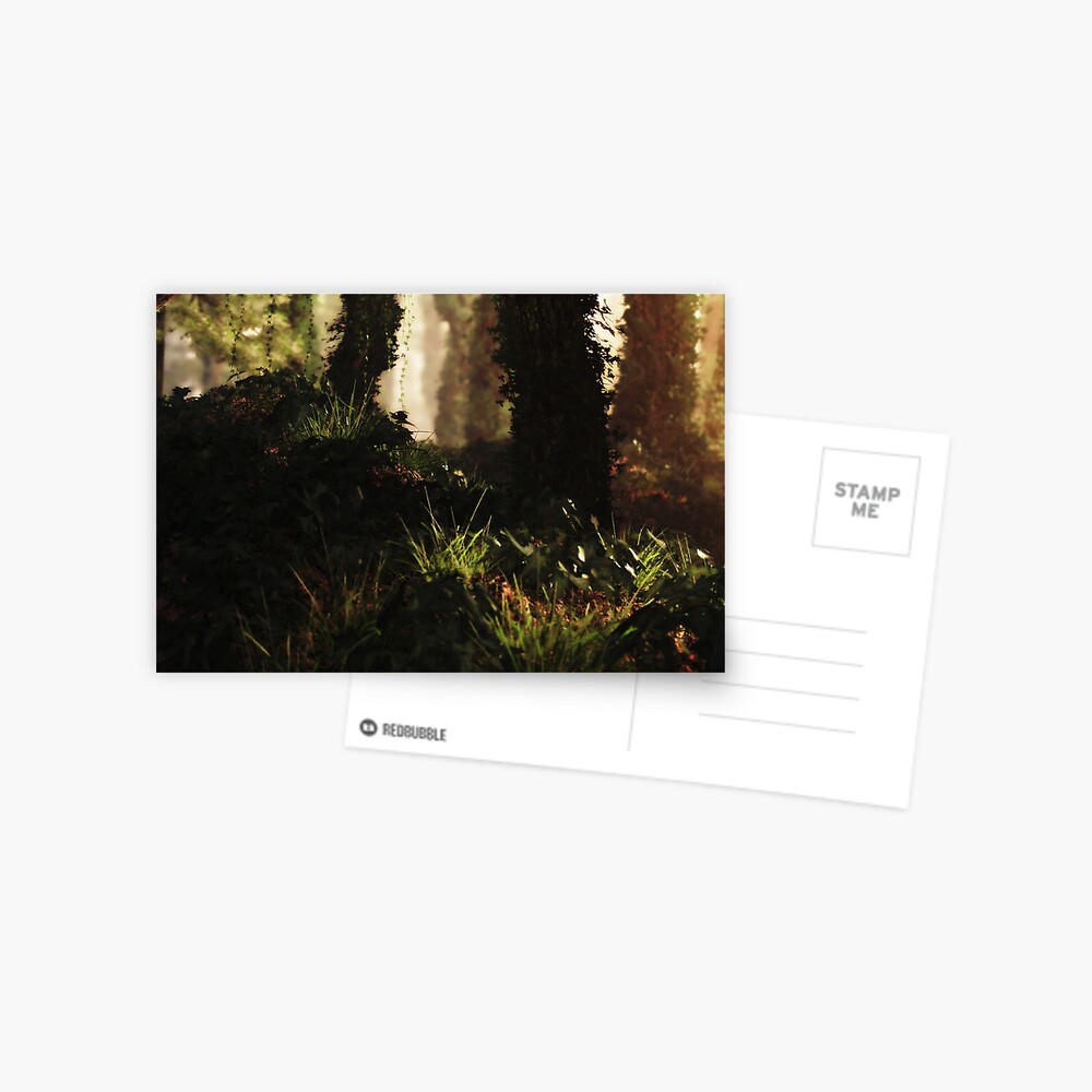 Sunset Forest Postcard