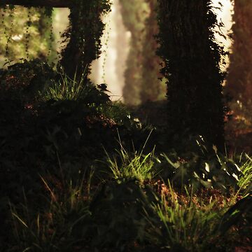 Artwork thumbnail, Sunset Forest by FrankThomas