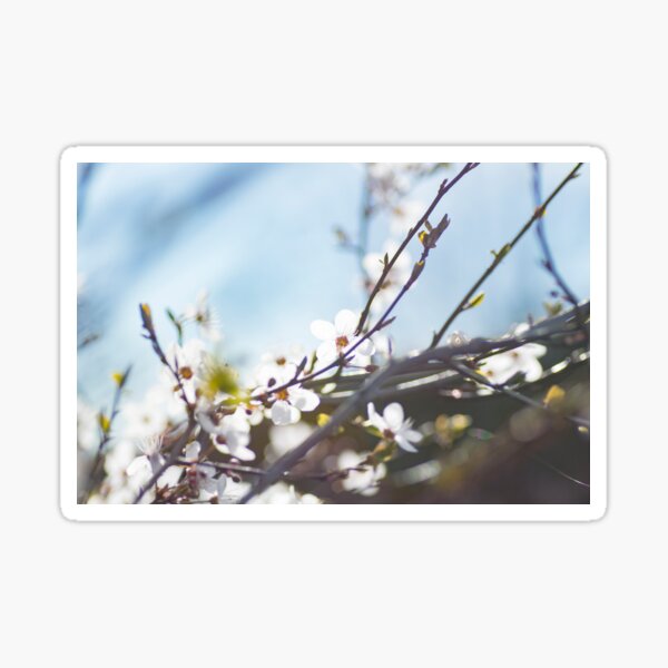Lost winter Sticker