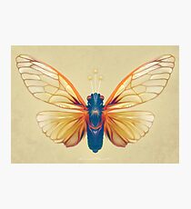 Cicada Photographic Print