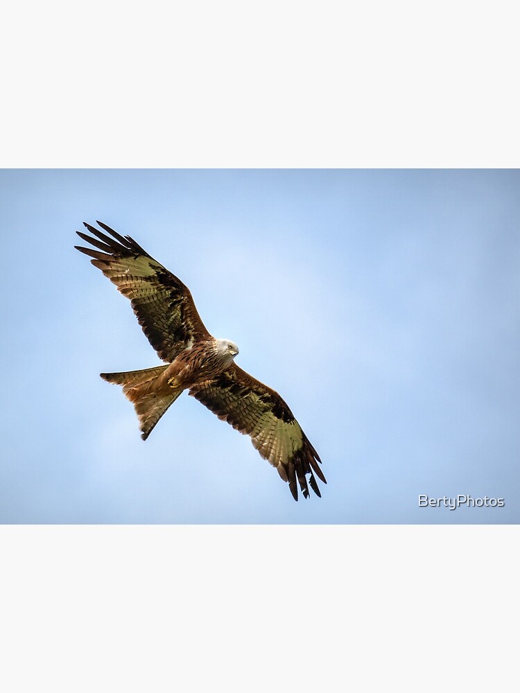 Redkite - 15/04/19 by BertyPhotos
