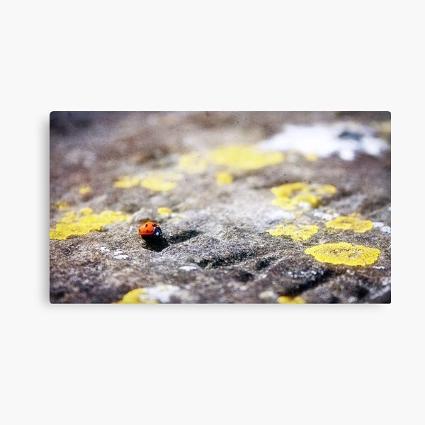 Lonelybird - 30/03/14 Canvas Print