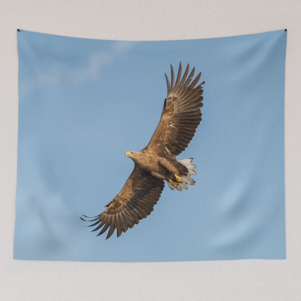 Item preview, White-Tailed Eagle from below designed and sold by Dominika Aniola.