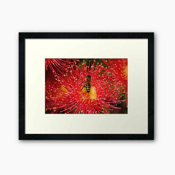 A Bee on a flowering Red Gum Framed Art Print