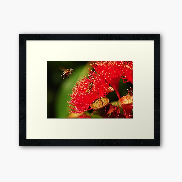 Bee in Flight Framed Art Print