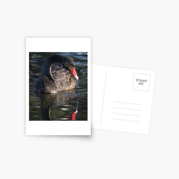 Item preview, Black Swan Portrait designed and sold by Phillip Weyers.