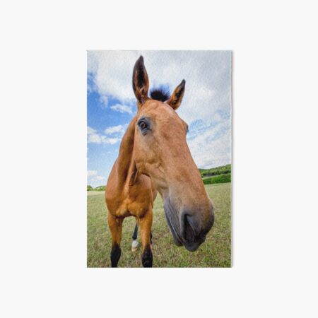 Horse of a Dun Colour Art Board Print