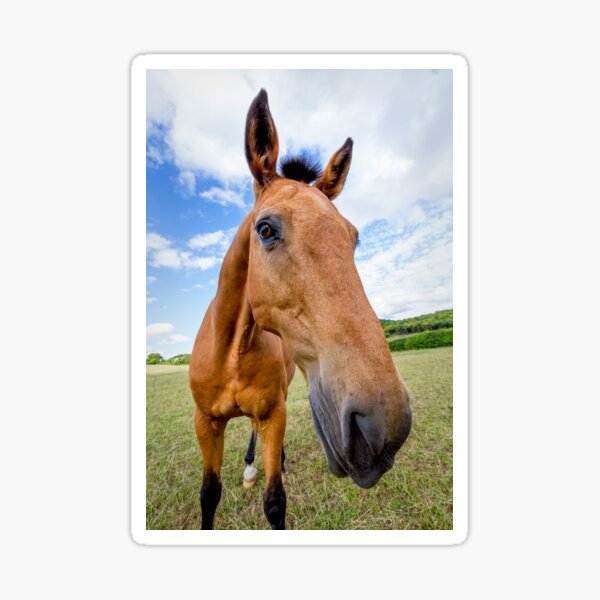 Horse of a Dun Colour Sticker