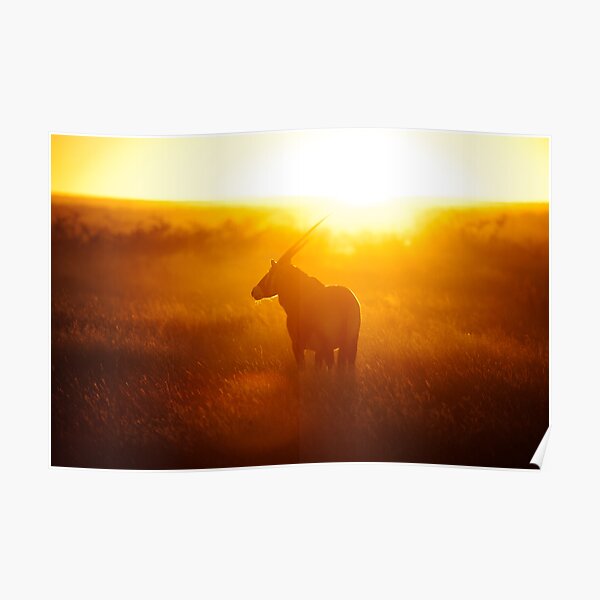 Oryx at sunset Poster