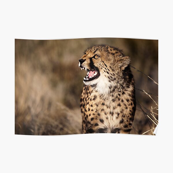 Cheetah Cub Poster