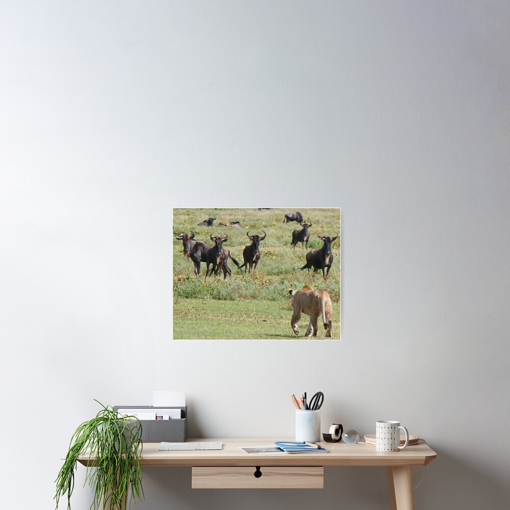 Wildebeast for lunch Poster