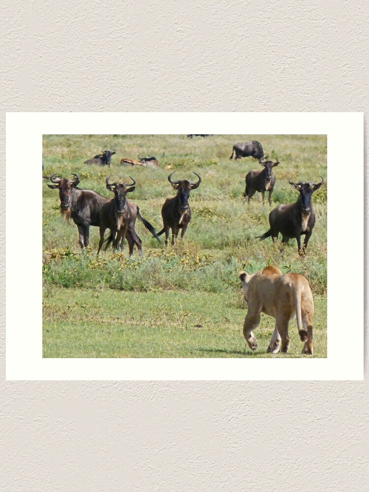 Alternate view of Wildebeast for lunch Art Print