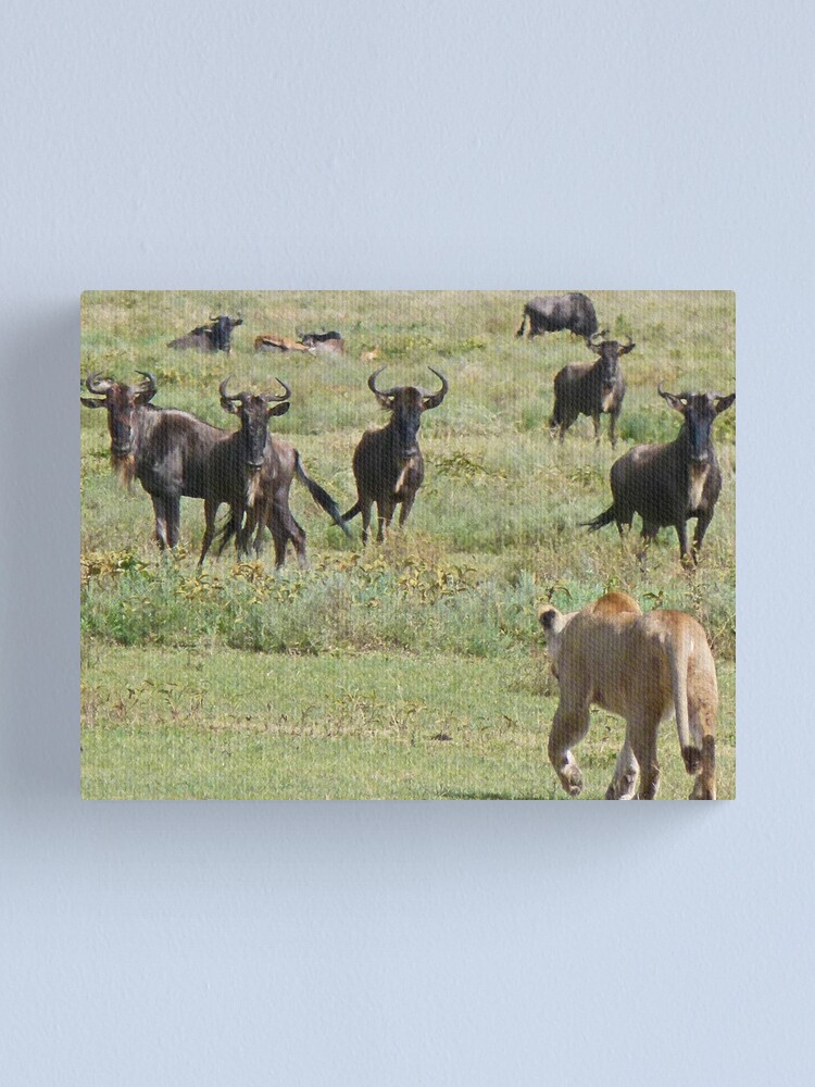 Alternate view of Wildebeast for lunch Canvas Print