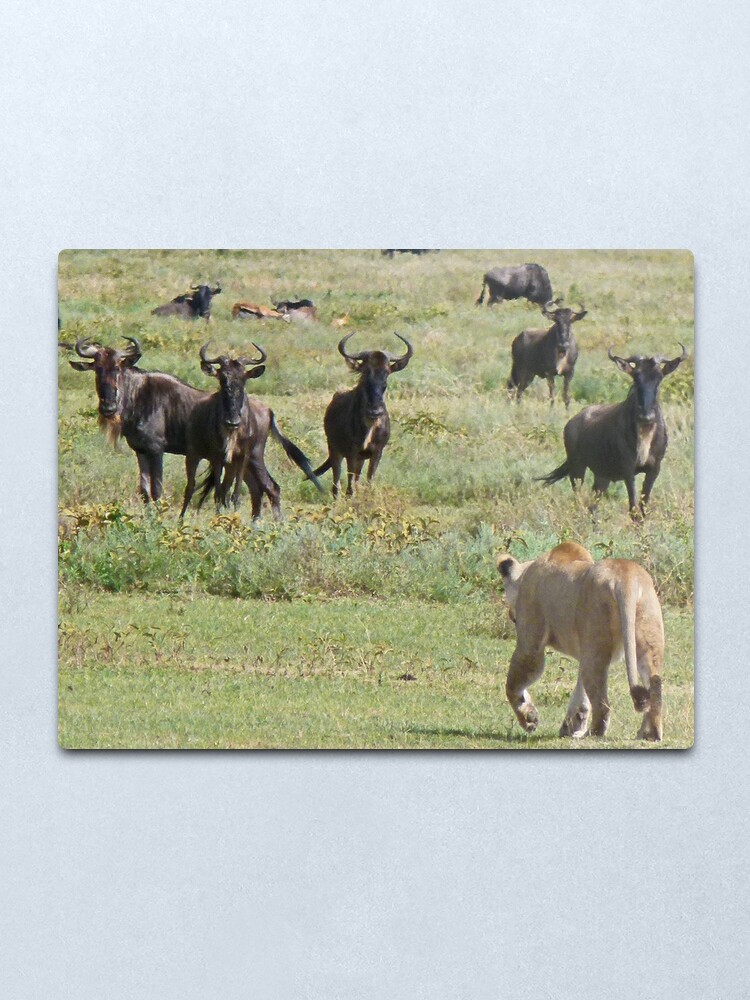 Alternate view of Wildebeast for lunch Metal Print