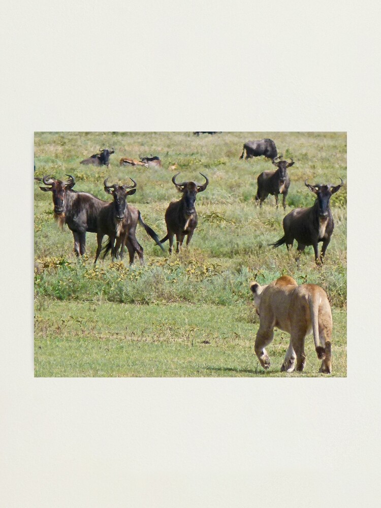 Alternate view of Wildebeast for lunch Photographic Print