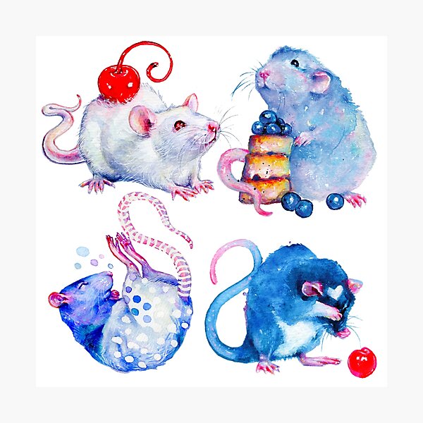 Sweet Rats Photographic Print