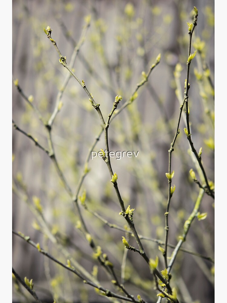 Day 302 - 7th May 2012 by petegrev