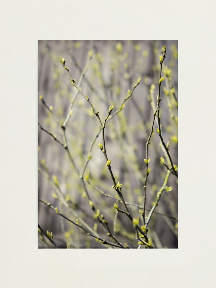 Alternate view of Day 302 - 7th May 2012 Photographic Print