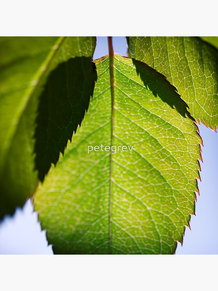 Day 303 - 8th May 2012 by petegrev