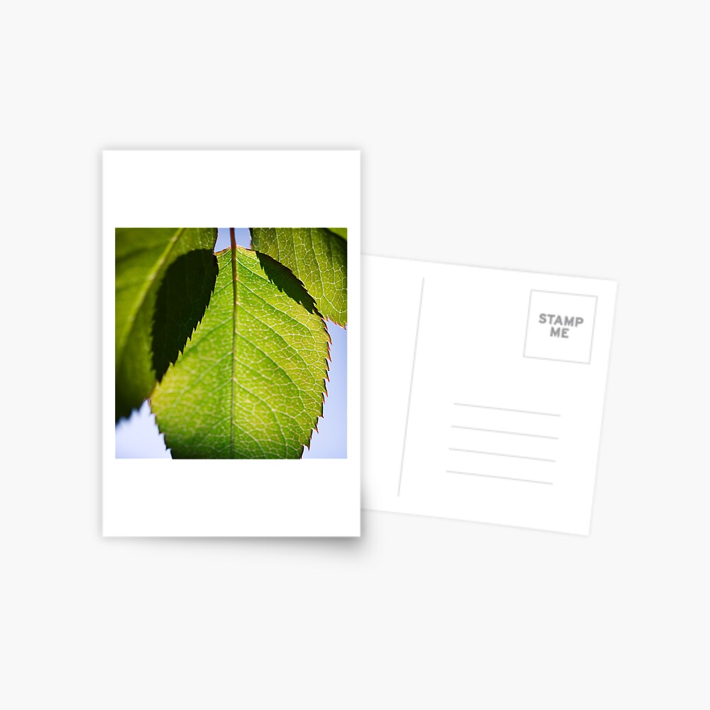 Item preview, Postcard designed and sold by petegrev.