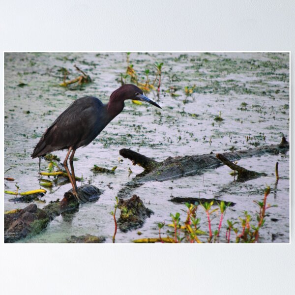 Item preview, Blue Heron Awaiting designed and sold by Diego Re.
