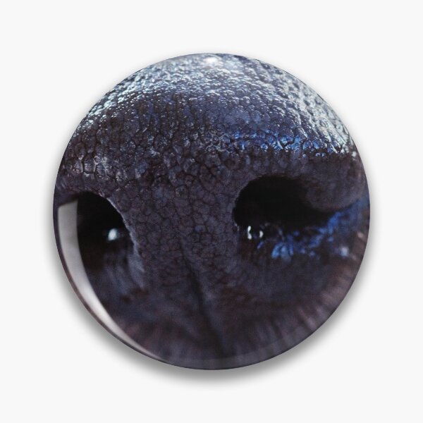 Artikelvorschau, Close-up of a dogs nose entworfen und verkauft von ElvaE.