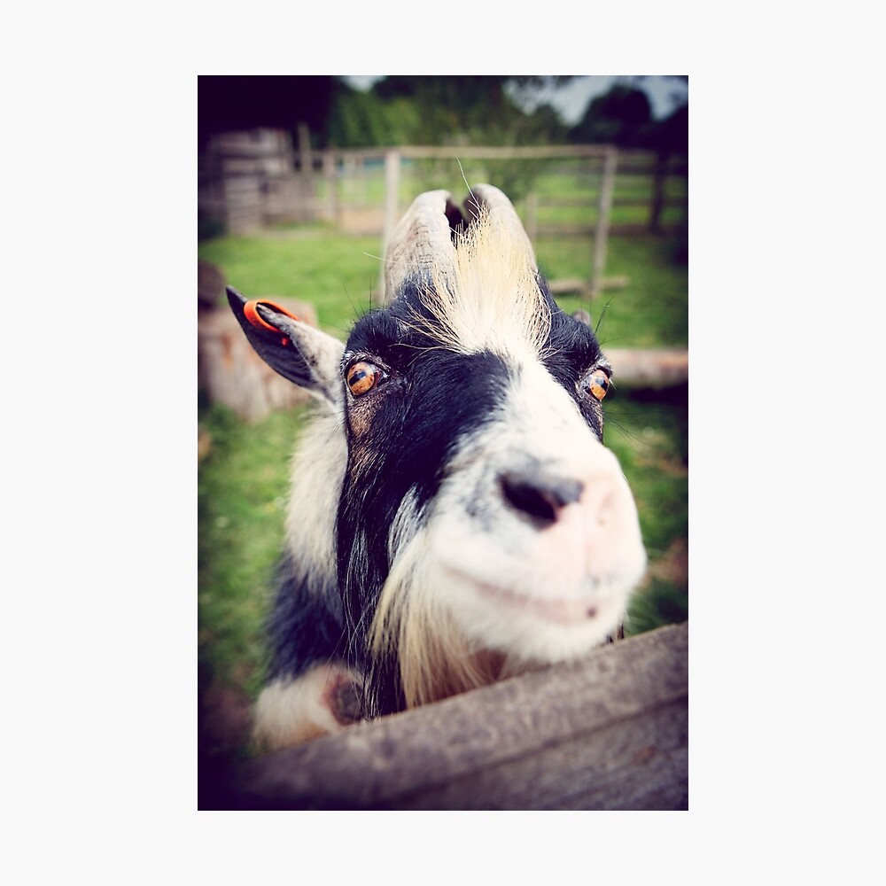 Nanny Goat Riddim 6枚セット Nanny Goat 