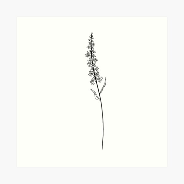 July Birth Month Flower | Larkspur Art Print