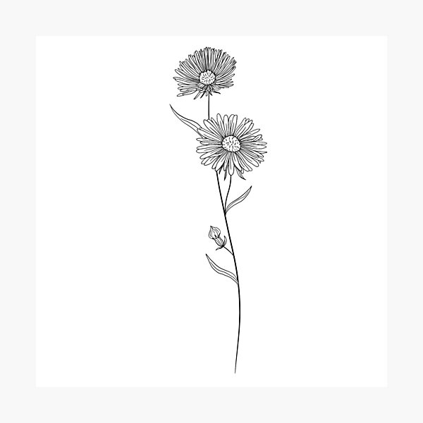 Premium Vector | Minimalist aster flower tattoo black aster tattoo small  black aster tattoo aster flower drawing