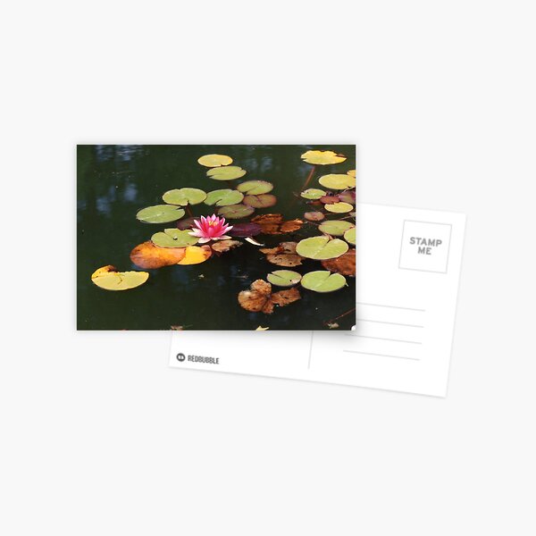 Lily Postcard