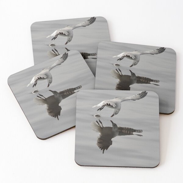 Item preview, Feeding Seagull With Reflection designed and sold by richardbryce.