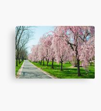 Cherry Blossoms! Canvas Print