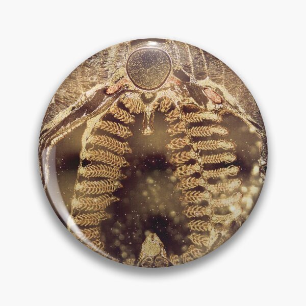 Item preview, Lamprey Larva- Cross Section designed and sold by circa24.