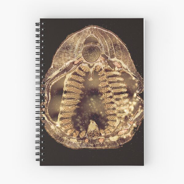 Item preview, Lamprey Larva- Cross Section designed and sold by circa24.