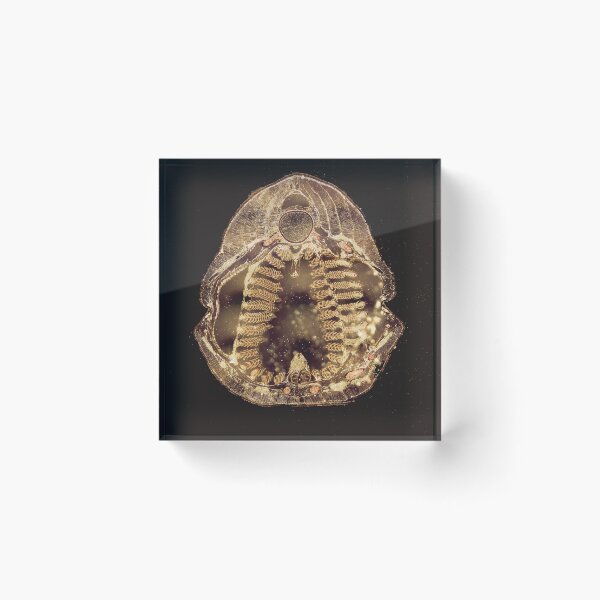 Item preview, Lamprey Larva- Cross Section designed and sold by circa24.