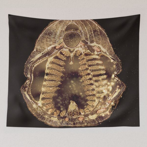 Item preview, Lamprey Larva- Cross Section designed and sold by circa24.