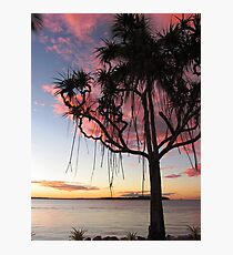 Pandanus Palms Photographic Print