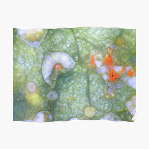 Amongst the Leaf Litter Poster